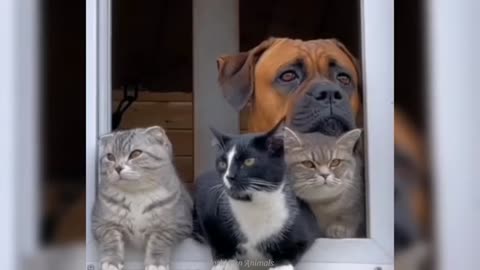 Funny Animal Cats and Dogs video