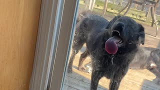 Doggo Loves to Lick Glass Door