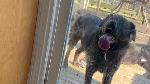 Doggo Loves to Lick Glass Door