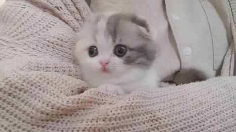 Cute little cat