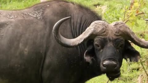 "Power and Grace: The African Buffalo Chronicles"