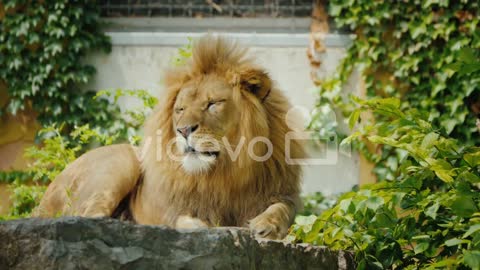 Big And Beautiful Lion Resting On The Stones Among The Thickets