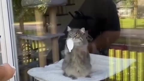 Funny and Cute Cats Videos #171