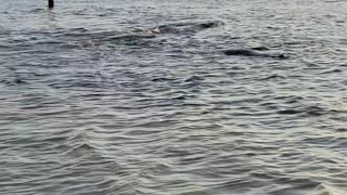 Manatees Mating