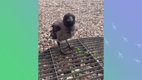 Wild Crow Knocks On Window To Play With His Baby Friend Every Day | Cuddle Buddies