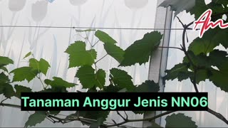 Tanaman Anggur Jenis NN-06