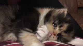 cute calico persian kitten