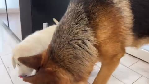 German Shepherd Loves Golden Retriever Puppy [Cutest Video Ever]