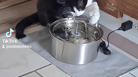 Kitten licking his Polydactyl Toes