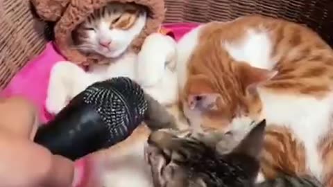 Funny and Naughty Cats. Can't Stop Laughing !!! ))))))