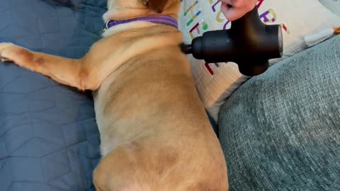 Doggo Loves Massage Therapy Gun