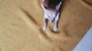 CRAZY DOG - DON'T TOUCH MY CARPET!!