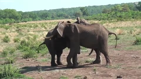 Elephant greetings change based on social relationships, study shows ABC News