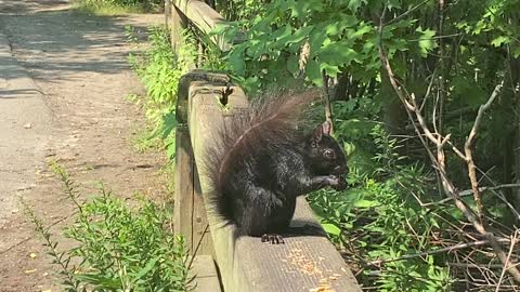 Black Squirrel having lunch 2
