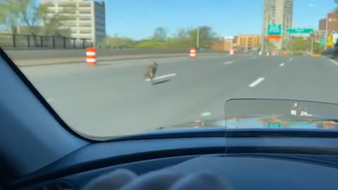 Person Comes Across Coyote Running Alongside Car While Driving on Exit Ramp