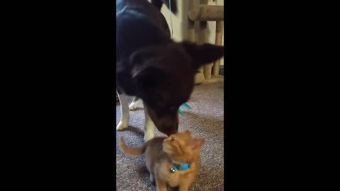 Kitten teaches dog how to play with a cat toy