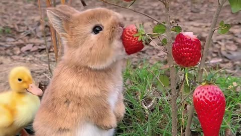 Rabbit Eating Strawberry Asmr