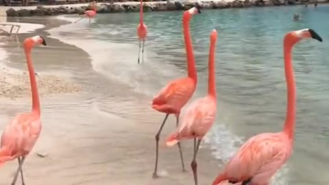 Beautiful American Flamingo 🦩