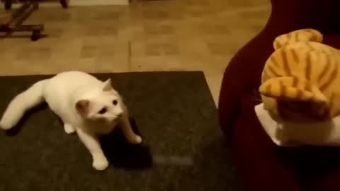 cute cat falling funny video