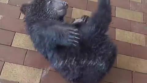 Bear playing in the water