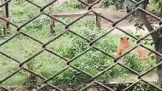 Bengal l Tiger #@ Central Zoo /Nepal