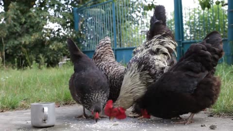 His delicacy and his food of roosters together are very funny