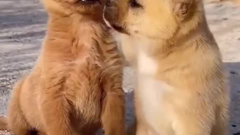 These Cute Dogs Love Each Other