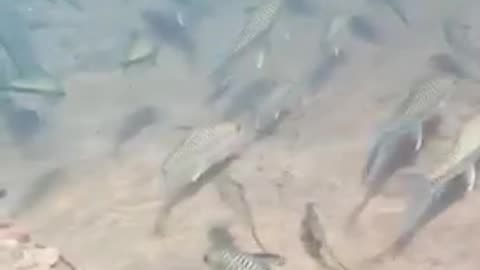 Fishes that live in waterfalls in Sri Lanka 🥰🥰