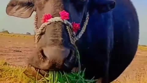 buffalo cute videos and follow me please