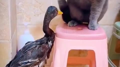 Cat And Duck Fighting | Animal Fighting Videos Compilation | Animals Funny Videos #shorts #animals