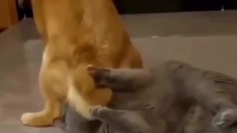 Cute dog and cat funny video😂
