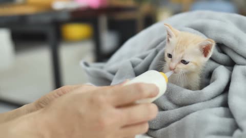 Kitten eats by breastfeeding