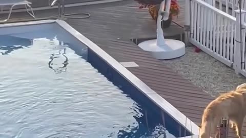 Curious dog hops fence, jumps into neighbor's pool #Shorts