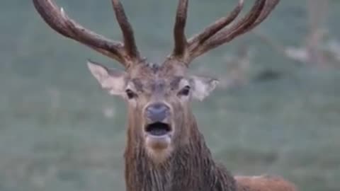 have you ever heard the voice of Deer?#animalplanet #nature #youtubeshorts #wildlife #naturelovers