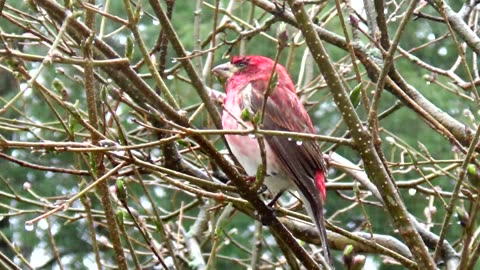 Purple Finch