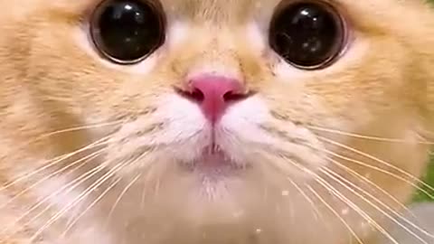 Little cats cute and funny videos