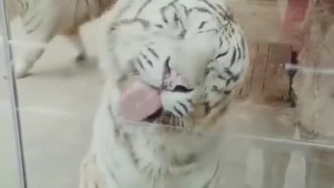 funny animal video