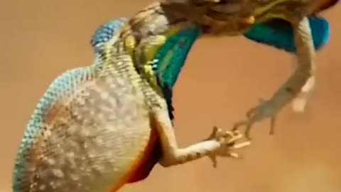 Lizard fight