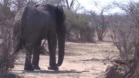 It's Horrible! Angry Elephant Attacks Cars And Tourists Too Brutal || Wild Animals Attack