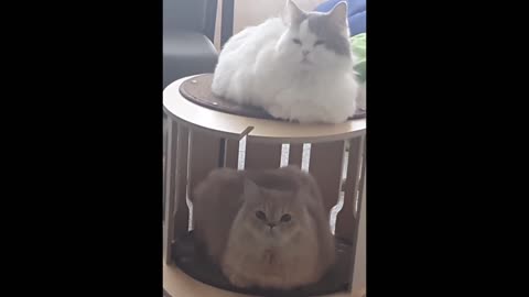 Cat loaf villa