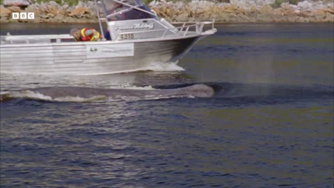 Can This Rescue Boat Save a Dying Sperm Whale South Pacific BBC Earth