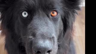 A Rumble of Cute Dogs and Cats Playing Together