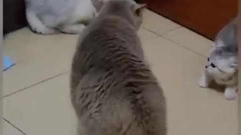 Try_not_to_laugh🤣_Funny_animals😹‖_#shorts__#funnyvideos
