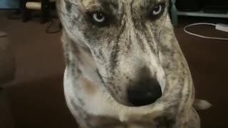 Dog snacking on a monster munch in slow motion