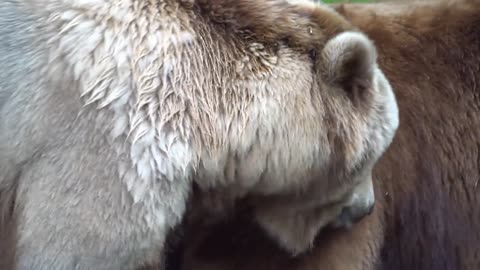 Bear Brown Bear Zoo Fur Wild Animal Furry Mammal