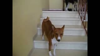 Weirdo dog walks up stairs backwards