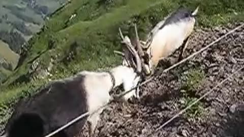 Goat fight on a cliff I Goat fight I fight on a cliff