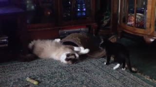 Big Cat Playing With Little Sister. TOO CUTE!
