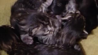 Mainecoon kittens