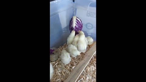 New Chicks! Kids Playing - Staking Tomato Plants + Beet Harvest!